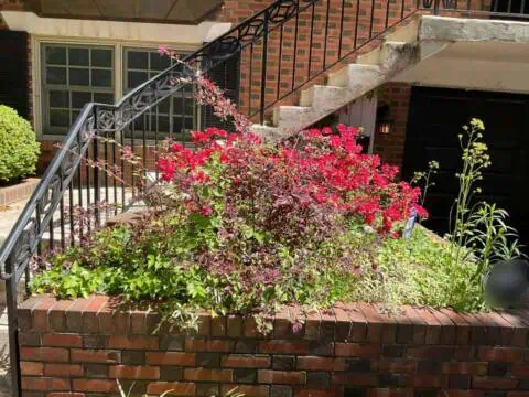 Colorful flower bed with pink, purple, and white blooms in front of a brick house's stairs.